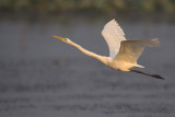 Great Egret - take off