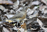 White-browed Thrush