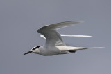 460 - Black-naped Tern