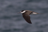 461 - Bridled Tern