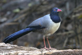 Coral-billed Ground Cuckoo