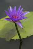 Lotus-002.jpg