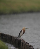 Javan Pond Heron (breeding)