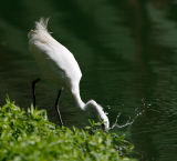 Little Egret