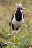 013 - Red-wattled Lapwing