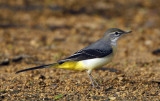 016 - Grey Wagtail
