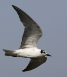 345 ::White-winged Tern::