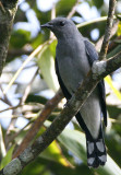 Black-winged Cuckoo-shrike