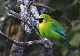 Blue-winged Leafbird