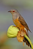 Plaintive Cuckoo