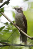 Ochraceous Bulbul