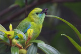 Blue-winged Leafbird (female)