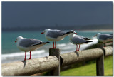 Australian Coastal Birds