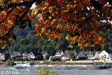 Herbst am Rhein..