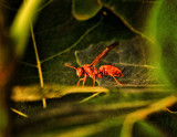 red wasp on fig leaf.jpg