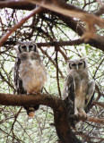eagle owls samburu 2002
