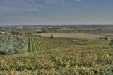 I live in the middle of the vineyards...