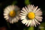 Daisies