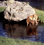 Yellowstone National Park:  Elk