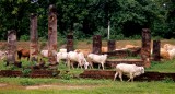 Historic Sukhothai:  The Farmers Cows Graze Amidst The Ruins Of A Temple