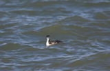 Kuifduiker/Slavonian Grebe Brouwersdam 13 november 2008