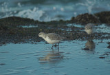 Drieteenstrandloper/Sanderling Brouwersdam 13 november 2008