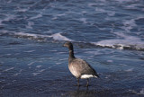 Rotgans/Brent Goose Brouwersdam 13 november 2008