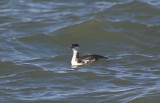 Kuifduiker/Slavonian Grebe Brouwersdam 13 november 2008