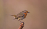 Roodborst/Robin