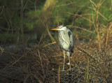 Blauwe Reiger:Blue Heron Kalmthout 20 januari 2009