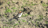 Roodkopklauwier/Woodchat Shrike Klemskerke 24 april 2009