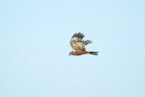 Bruine Kiekendief/Marsh Harrier Zouweboezem 1 juni 2009