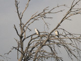 Grijze Wouw/Black - Shouldered Kite