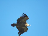 Vale Gier/Griffon Vulture