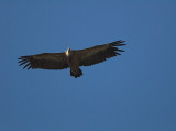 Vale Gier/Griffon Vulture