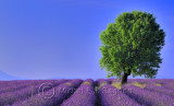 Plateau de Valensole (7+7+8 => 24 HM)