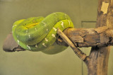 Le serpent