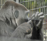 Le gorille...presque humain