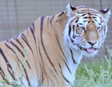 Le tigre