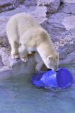 Lours polaire