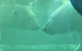 Lamour entre ursus maritimus