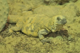 Le lzard