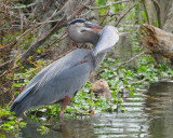 Great Blue Heron with Fish.jpg