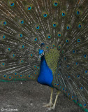 Wild Peacock in Fading