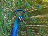 Rousing Peacock