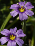 Blue-eyed Grass