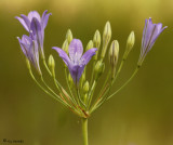 Ithuriels Spear    ---  ( Triteleia laxa )  ----  (3 images)