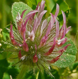 Rose Clover (Trifolium hirtum)