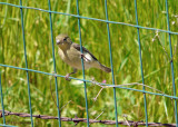 Lesser Goldfinch -Carduelis psaltria,  female