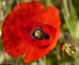 Wind Poppy & foxtail